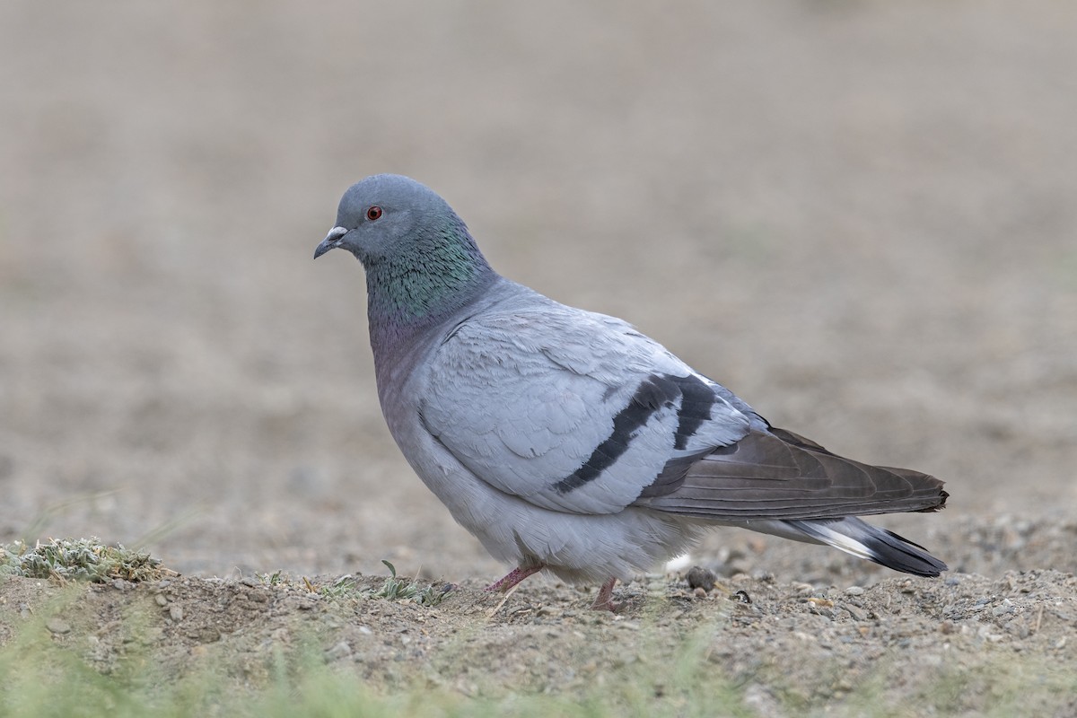 Hill Pigeon - ML638261122
