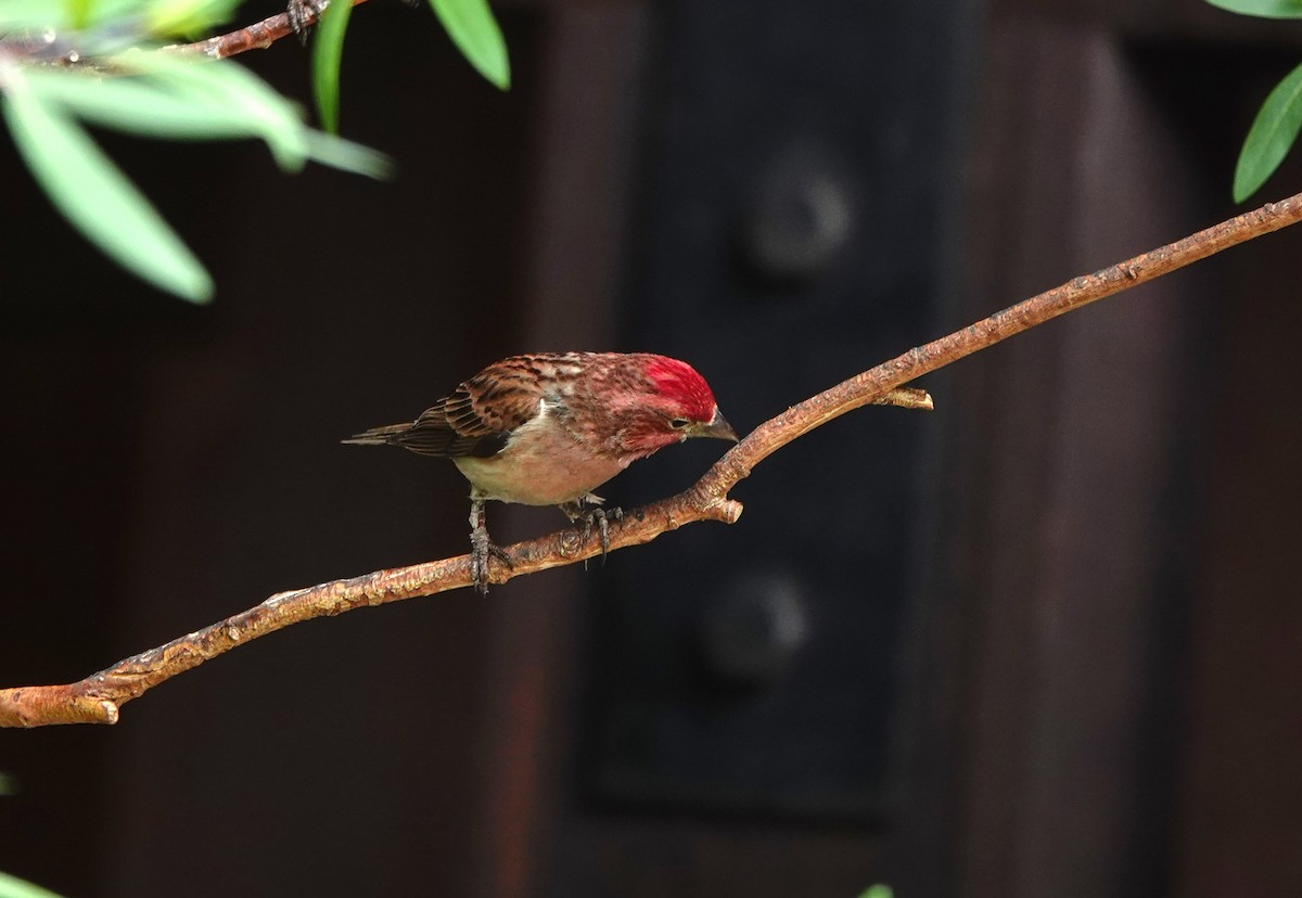 Cassin's Finch - ML638261128