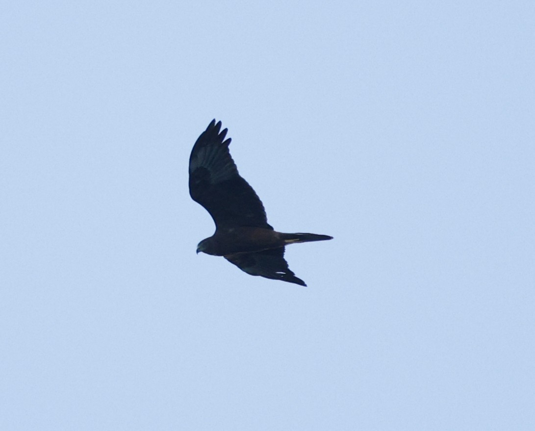 Swamp Harrier - ML638261145