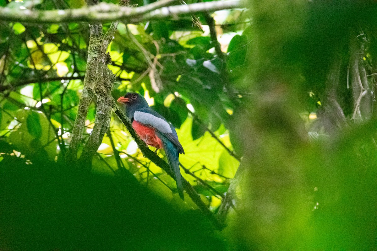 Slaty-tailed Trogon - ML638261150