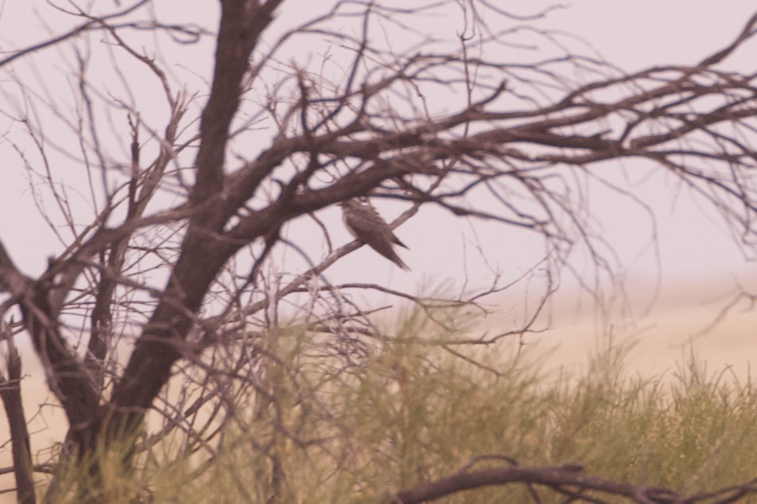 Pallid Cuckoo - ML638261167