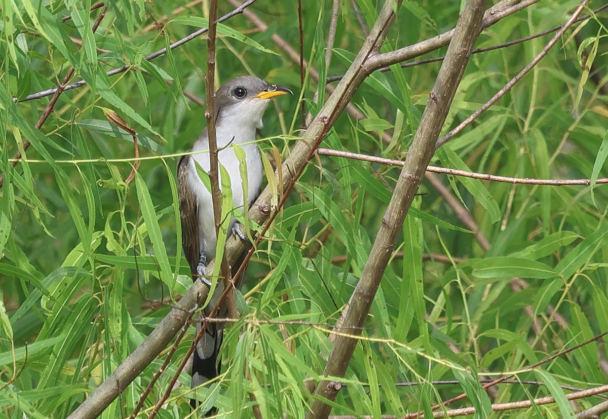 Yellow-billed Cuckoo - ML638261180