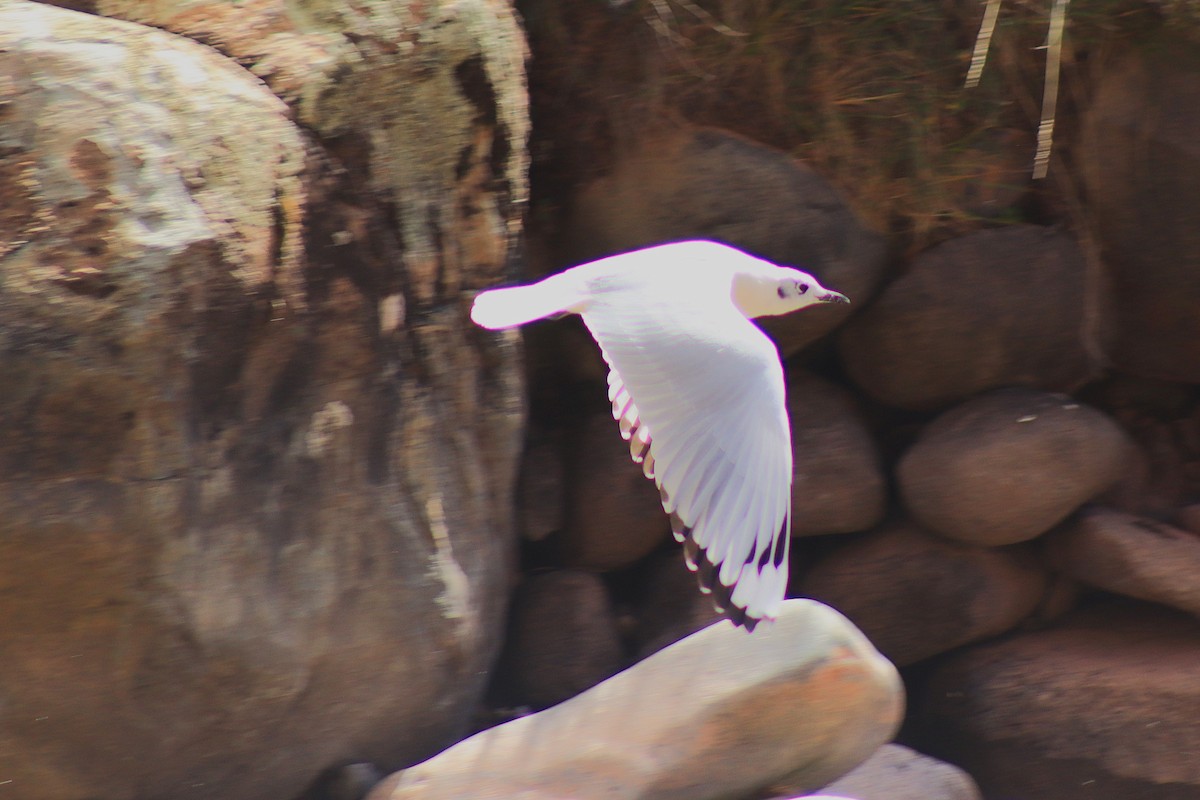 Andean Gull - ML638261187
