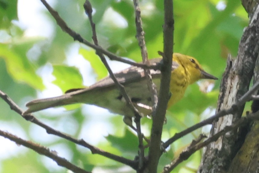 Pine Warbler - ML638261195