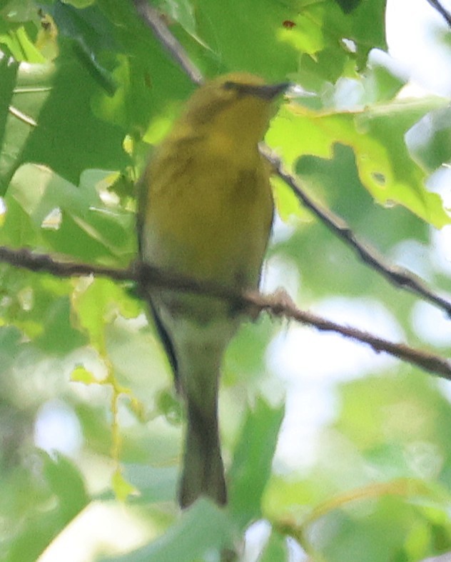 Pine Warbler - ML638261196