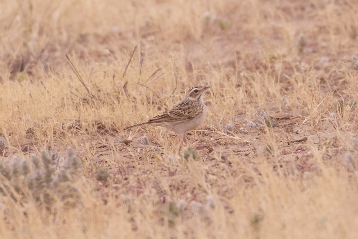 Australian Pipit - ML638261198