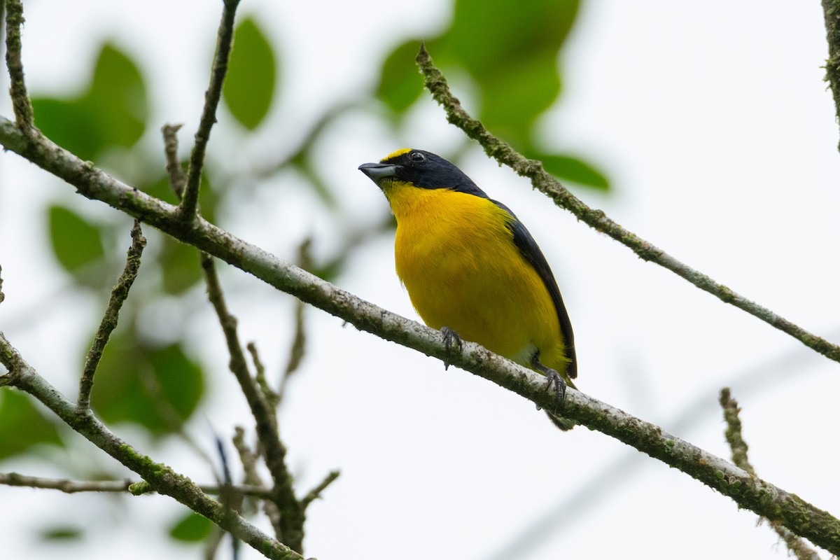 Yellow-throated Euphonia - ML638261212