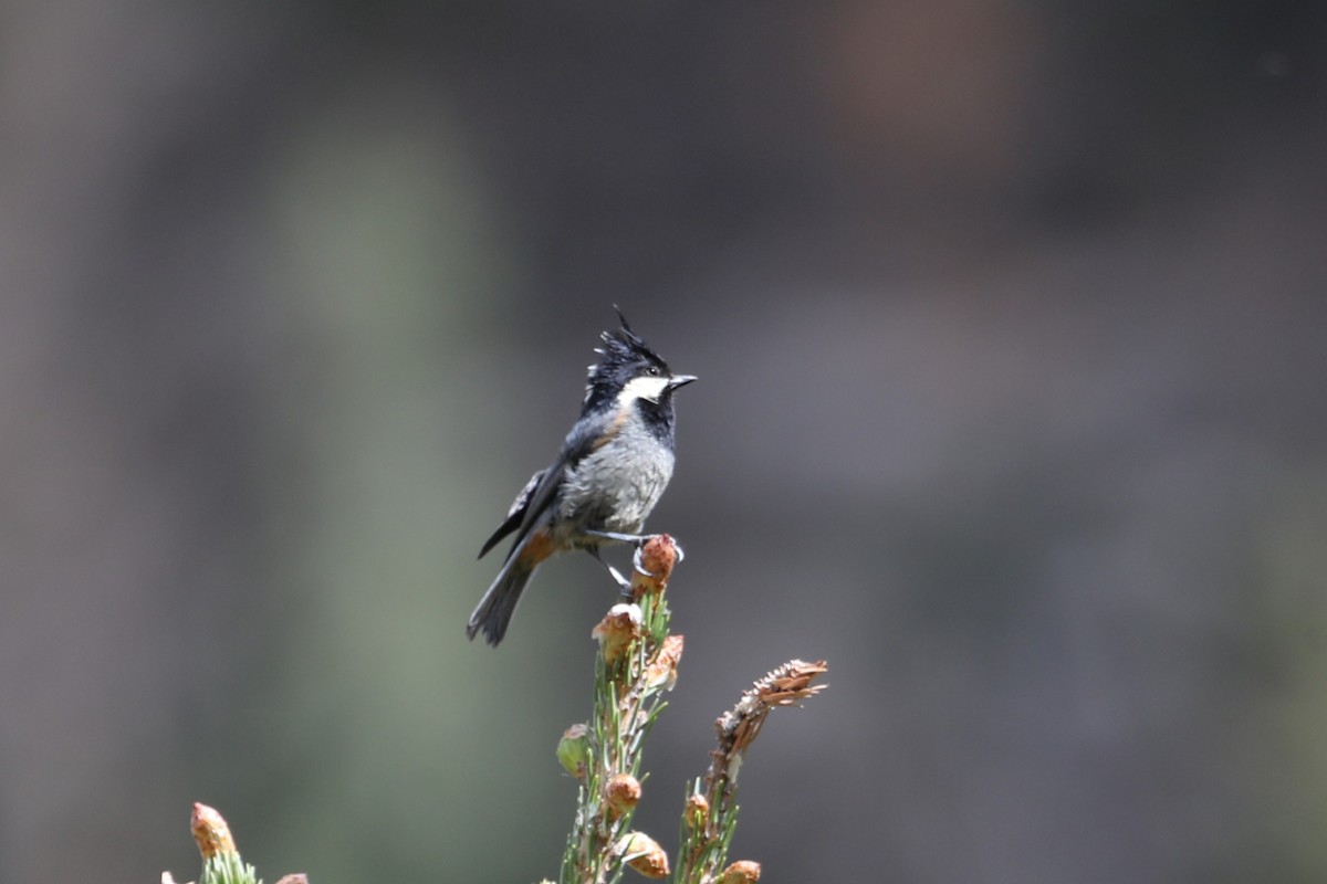 Rufous-vented Tit - ML638261214