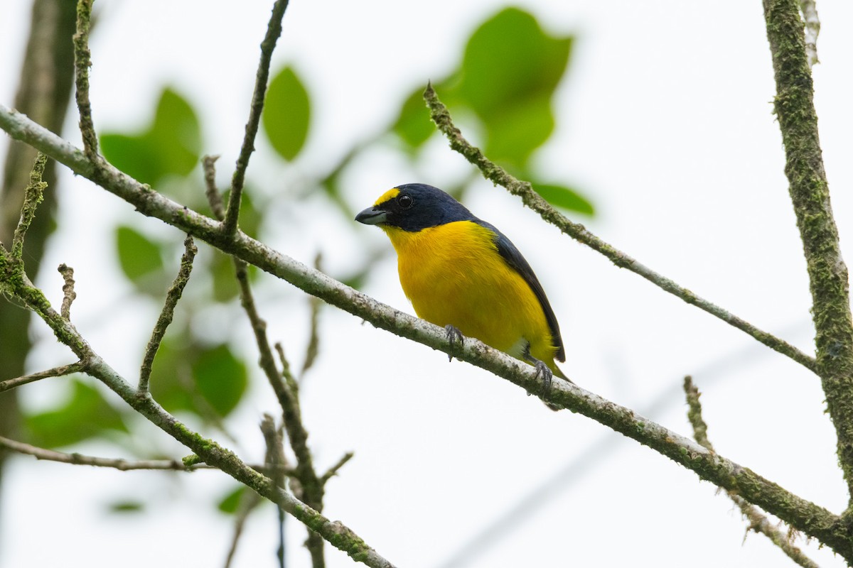 Yellow-throated Euphonia - ML638261215