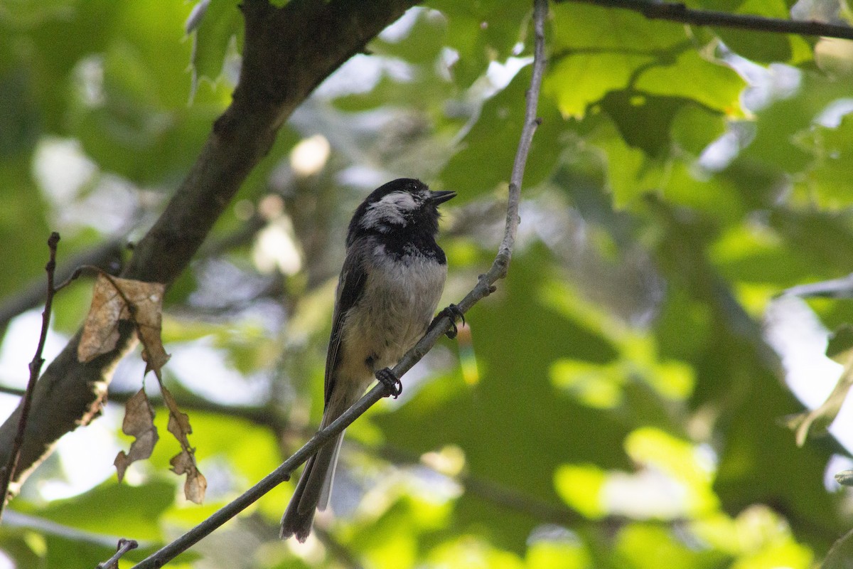 Black-capped Chickadee - ML638261229