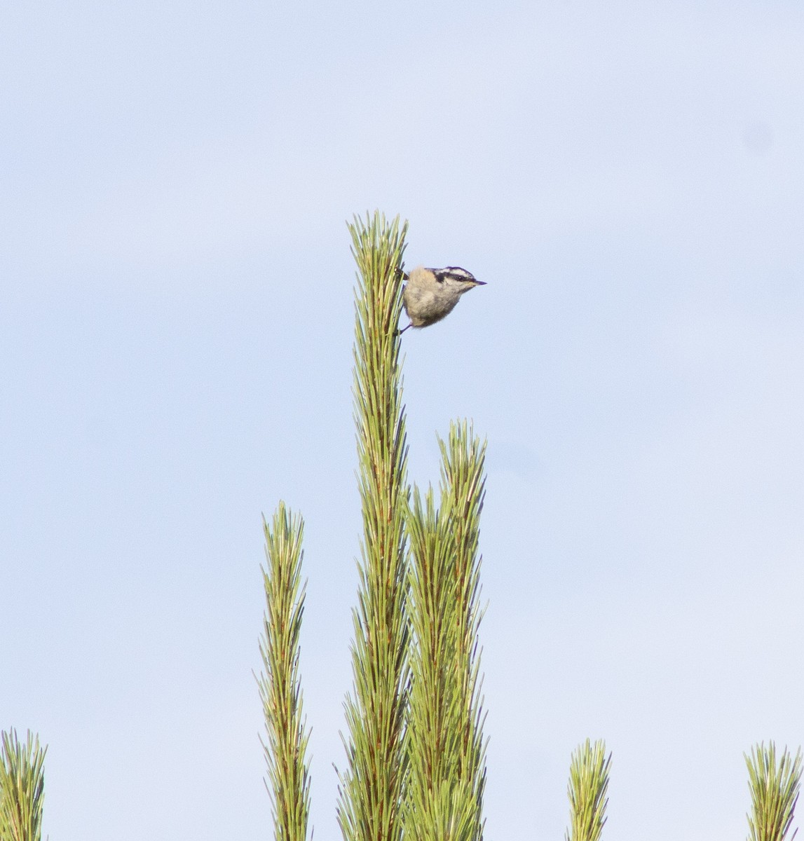 Red-breasted Nuthatch - ML638261230