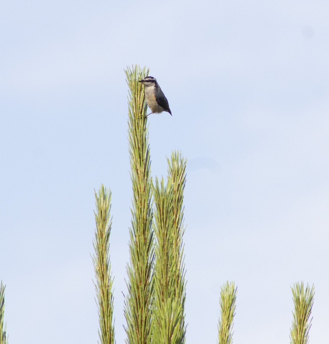 Red-breasted Nuthatch - ML638261231