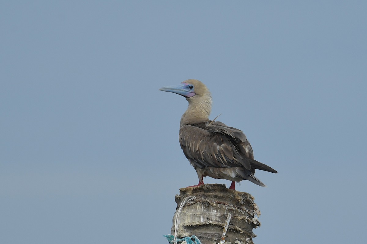 Red-footed Booby - ML638261232