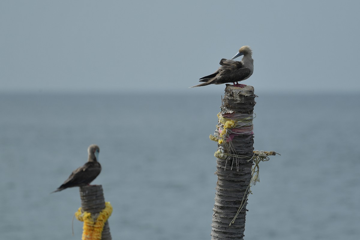 Red-footed Booby - ML638261233