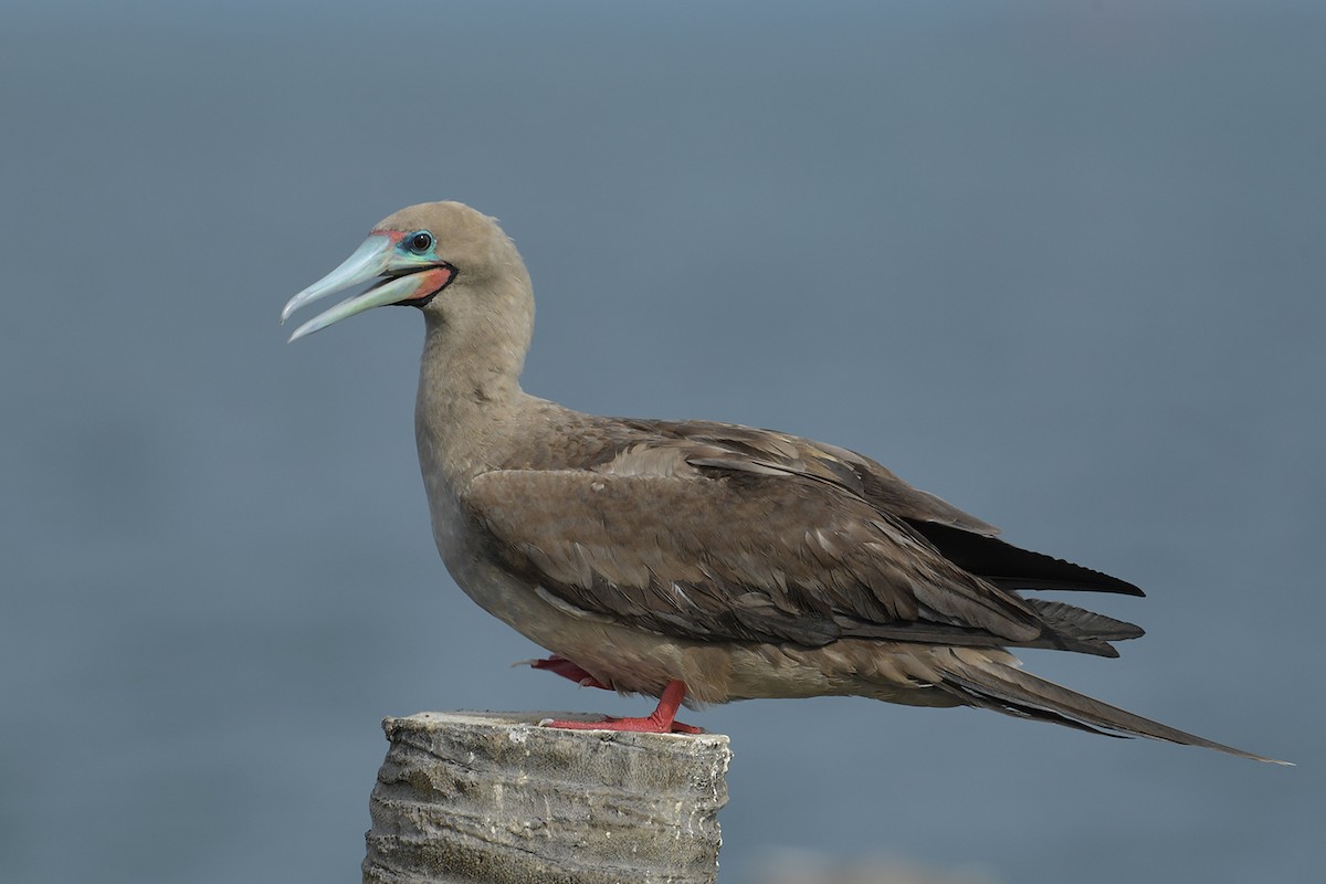 Red-footed Booby - ML638261234