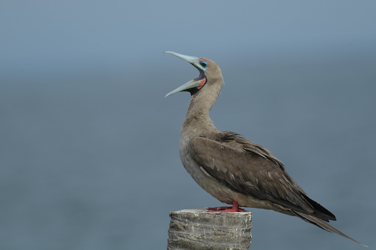 Red-footed Booby - ML638261235