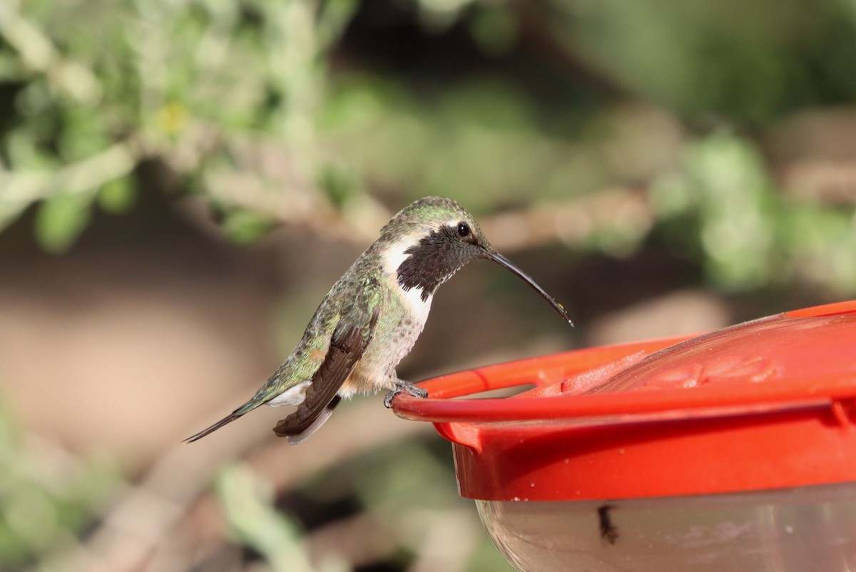 Lucifer Hummingbird - ML638261236