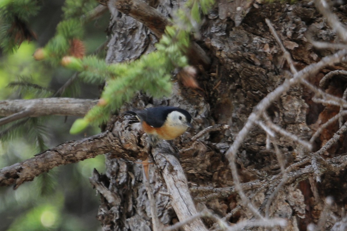 Przevalski's Nuthatch - ML638261238