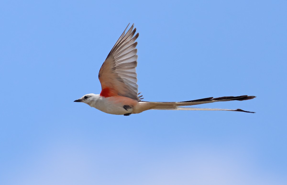 Scissor-tailed Flycatcher - ML638261246