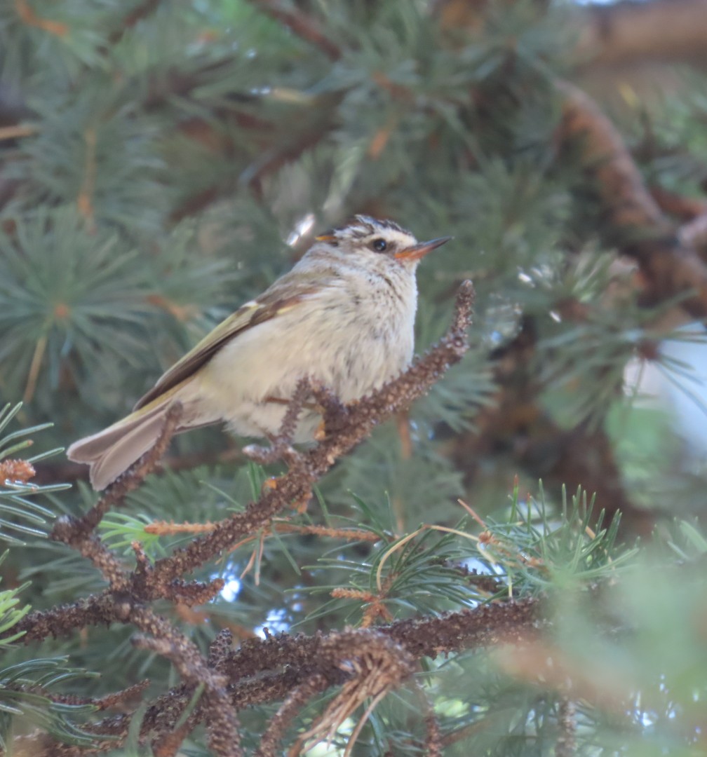 Golden-crowned Kinglet - ML638261253