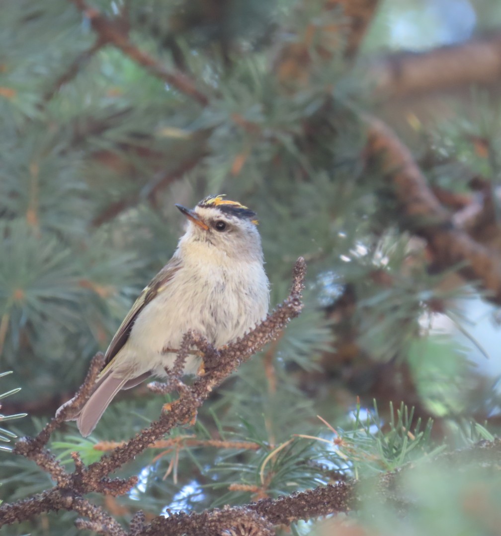 Golden-crowned Kinglet - ML638261254