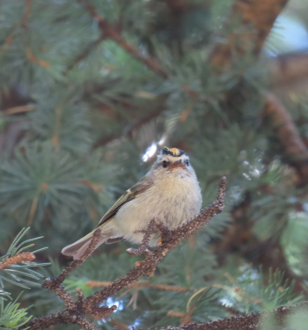 Golden-crowned Kinglet - ML638261255