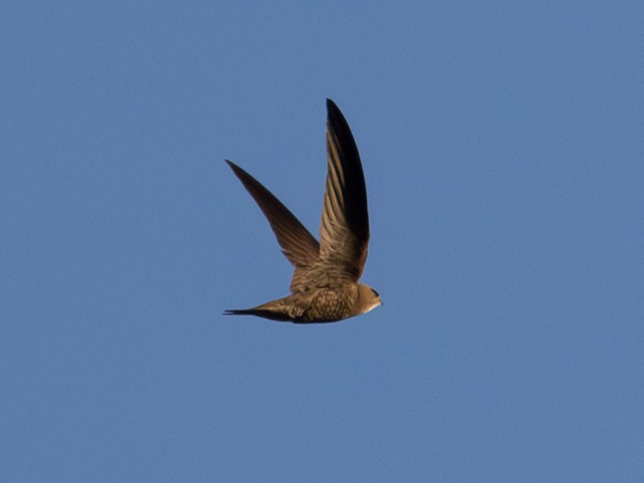 Pallid Swift - ML638261261