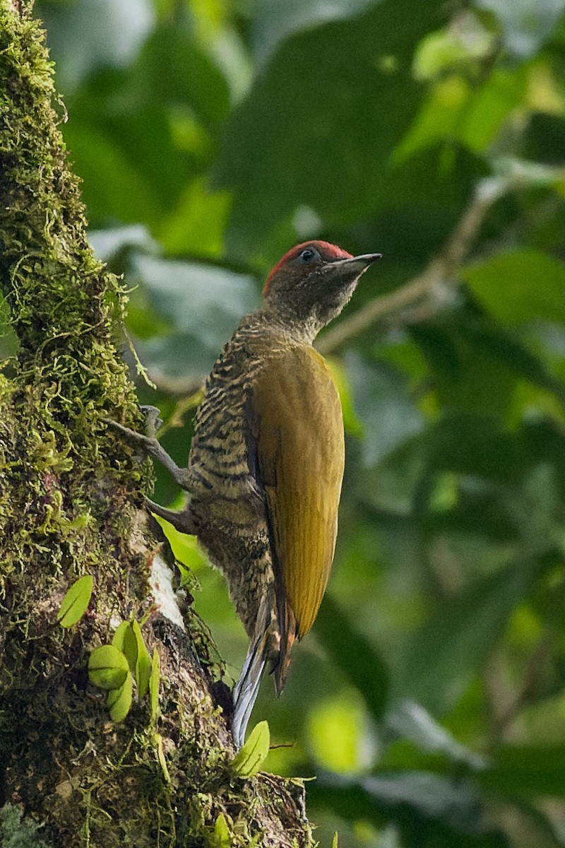 Rufous-winged Woodpecker - ML638261266