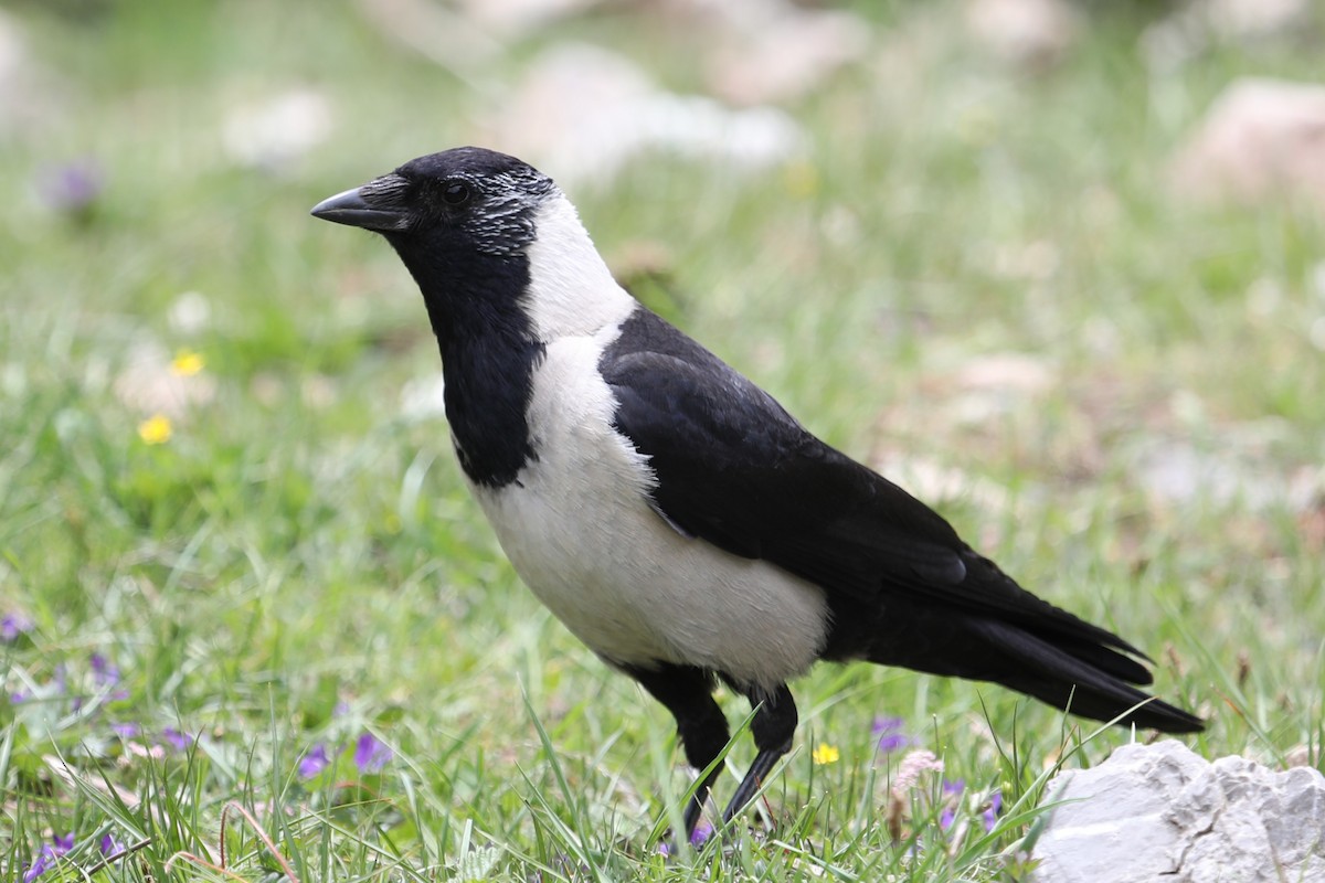 Daurian Jackdaw - ML638261269