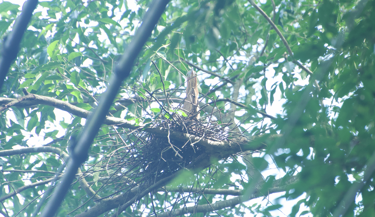 Malayan Night Heron - ML638261278