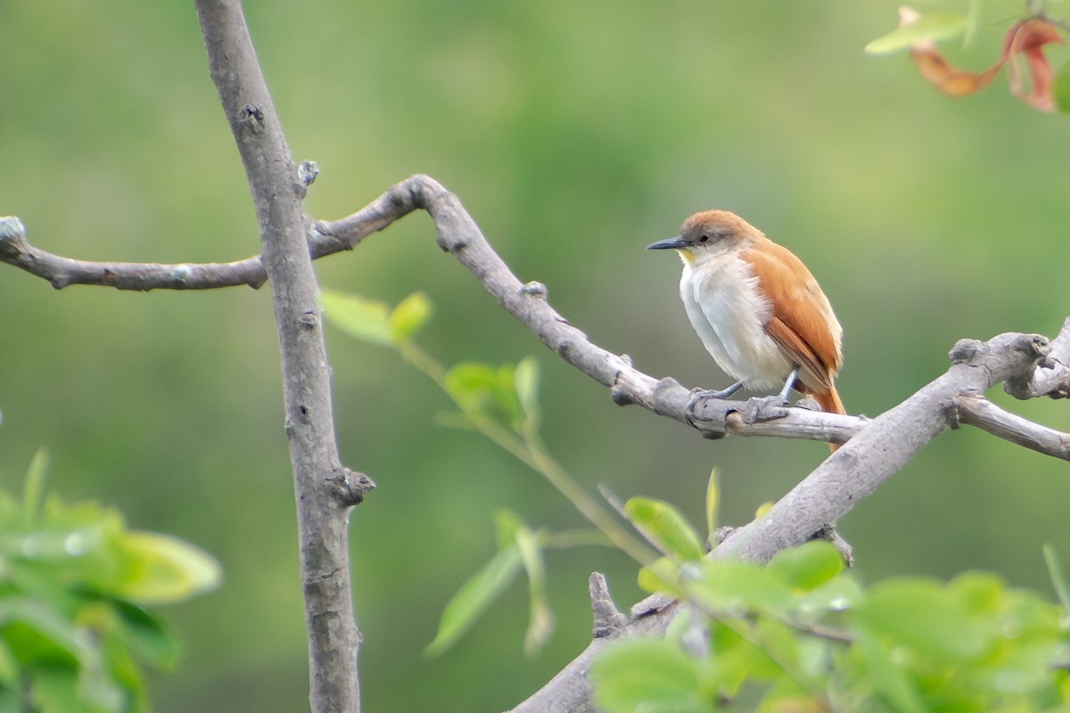 Yellow-chinned Spinetail - ML638261310
