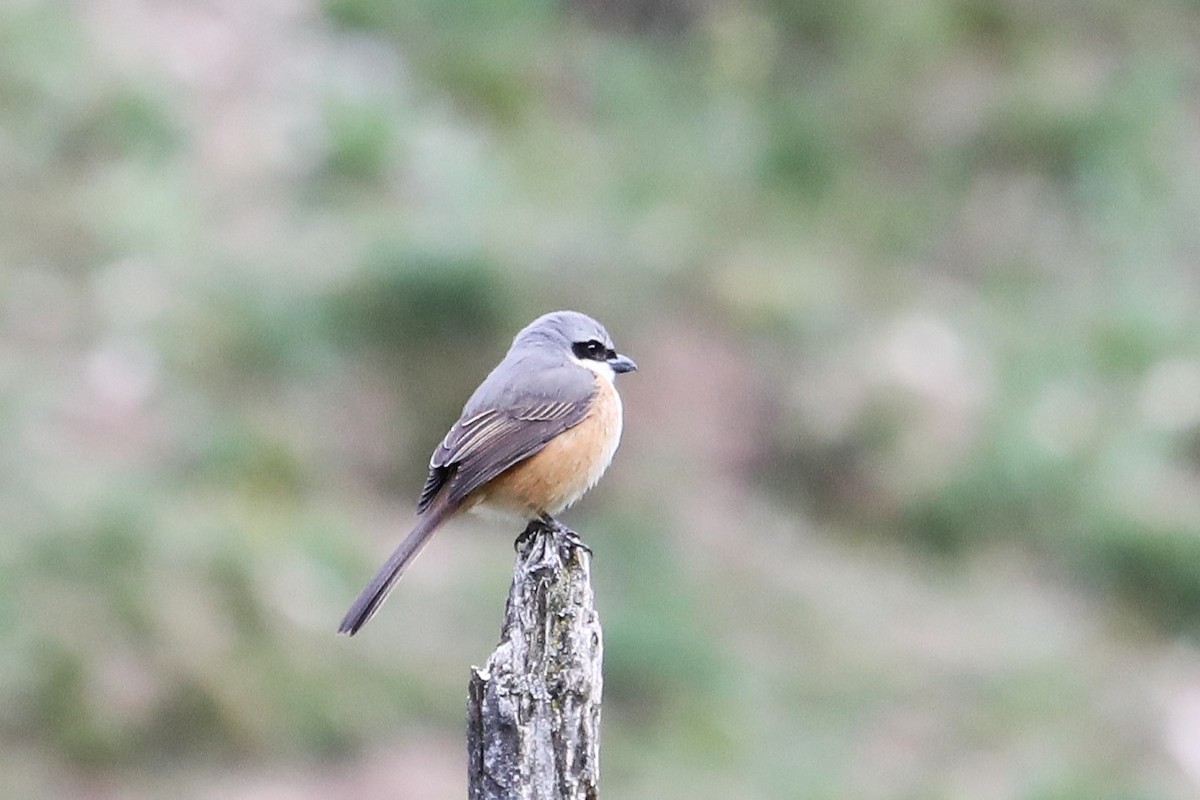 Gray-backed Shrike - ML638261312