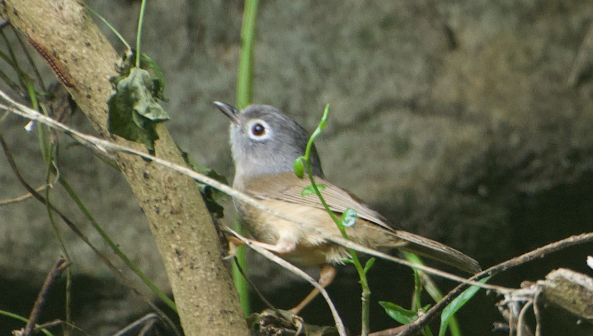 Morrison's Fulvetta - ML638261314