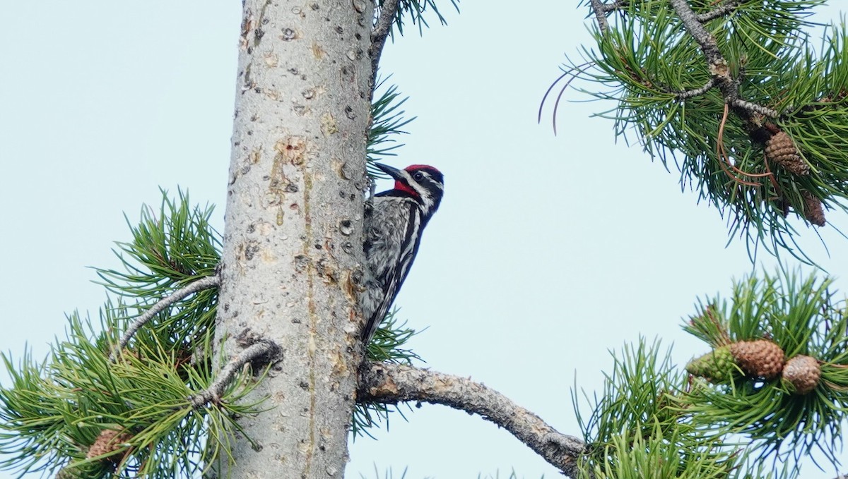 Red-naped Sapsucker - ML638261326