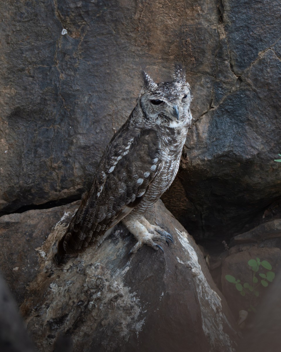 Grayish Eagle-Owl - ML638261328