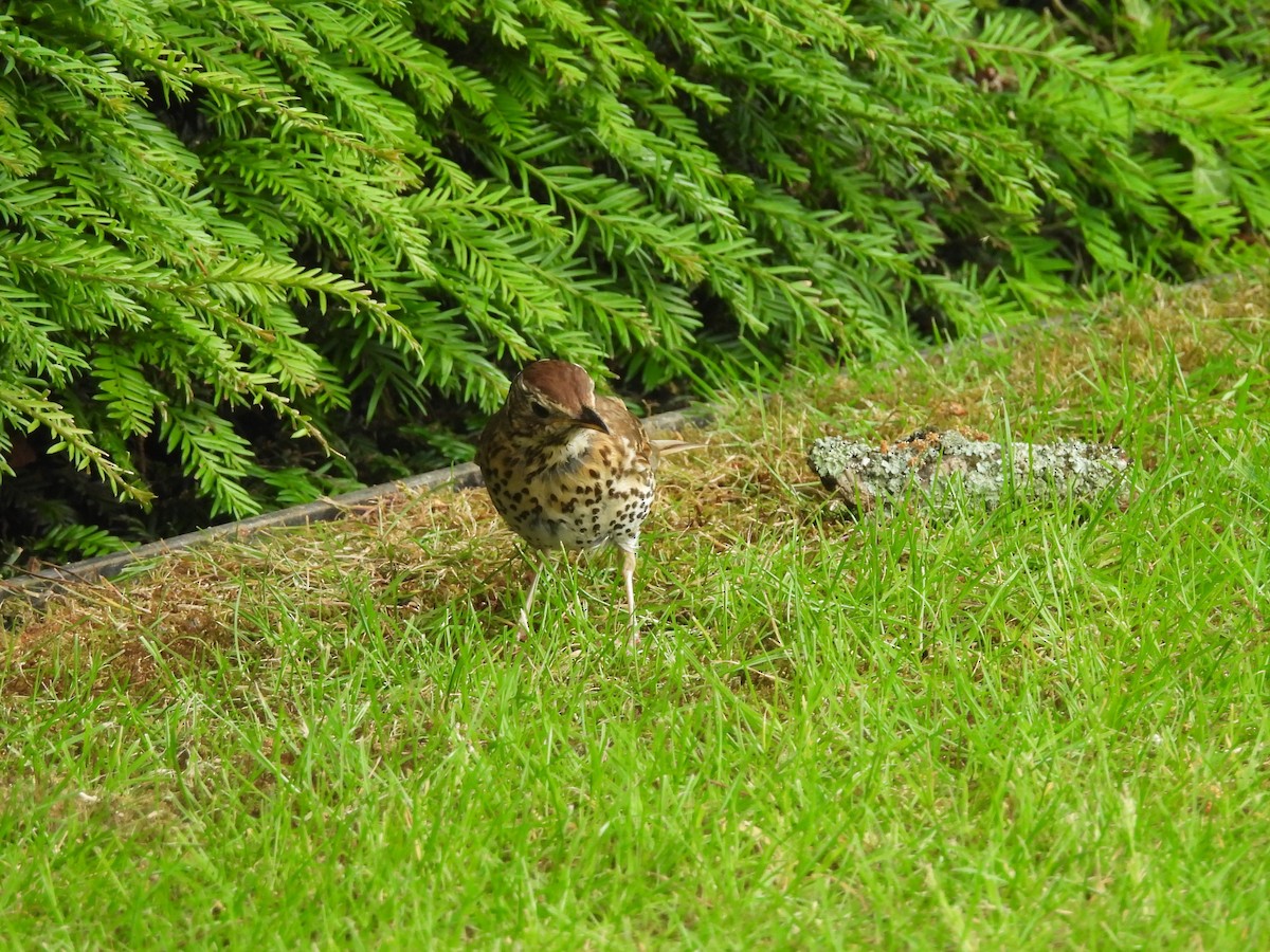 Song Thrush - ML638261395