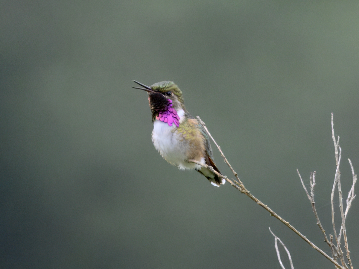 Bumblebee Hummingbird - ML638261396