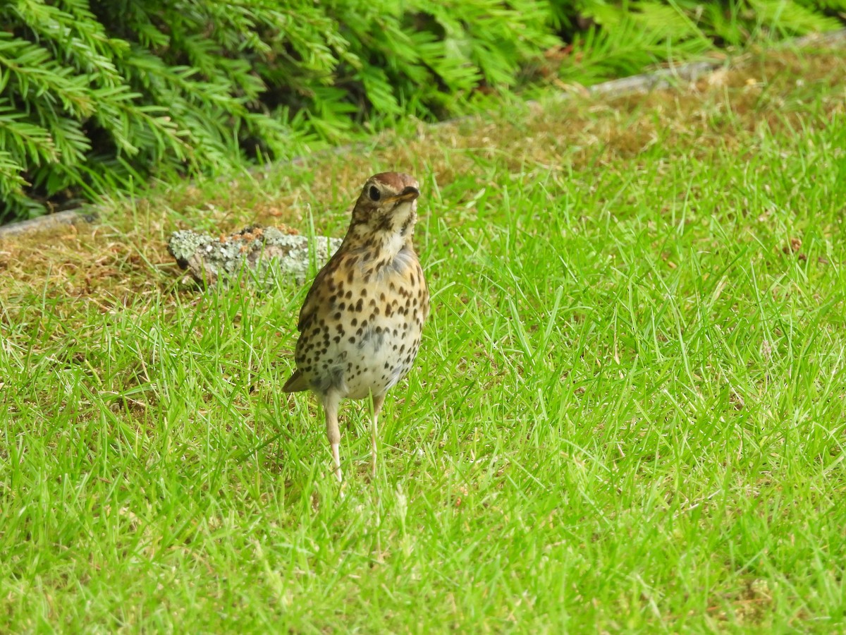Song Thrush - ML638261402