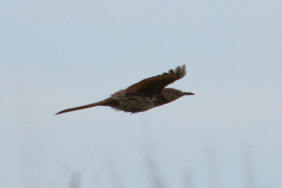 Brown Thrasher - ML638261408