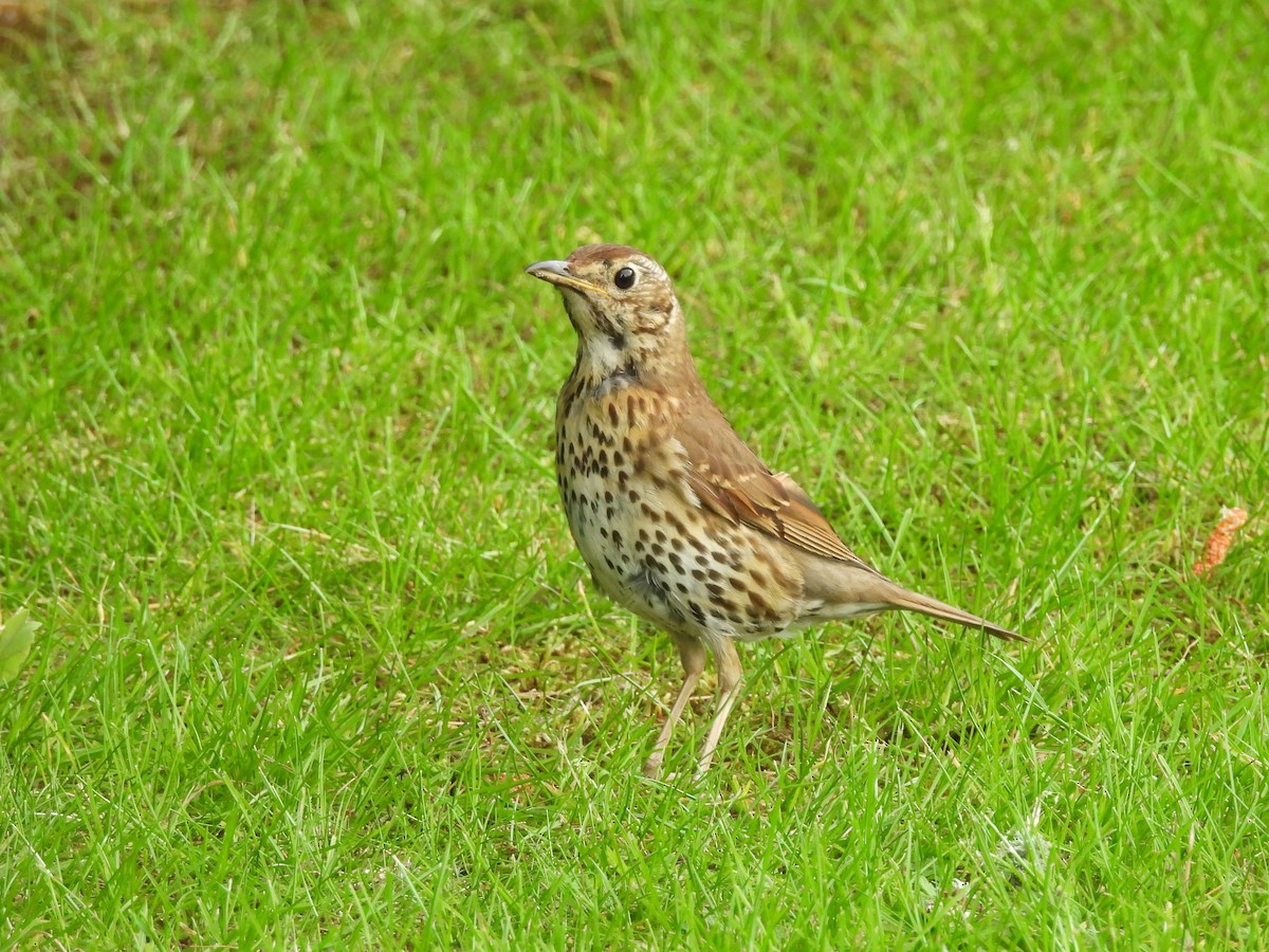 Song Thrush - ML638261422