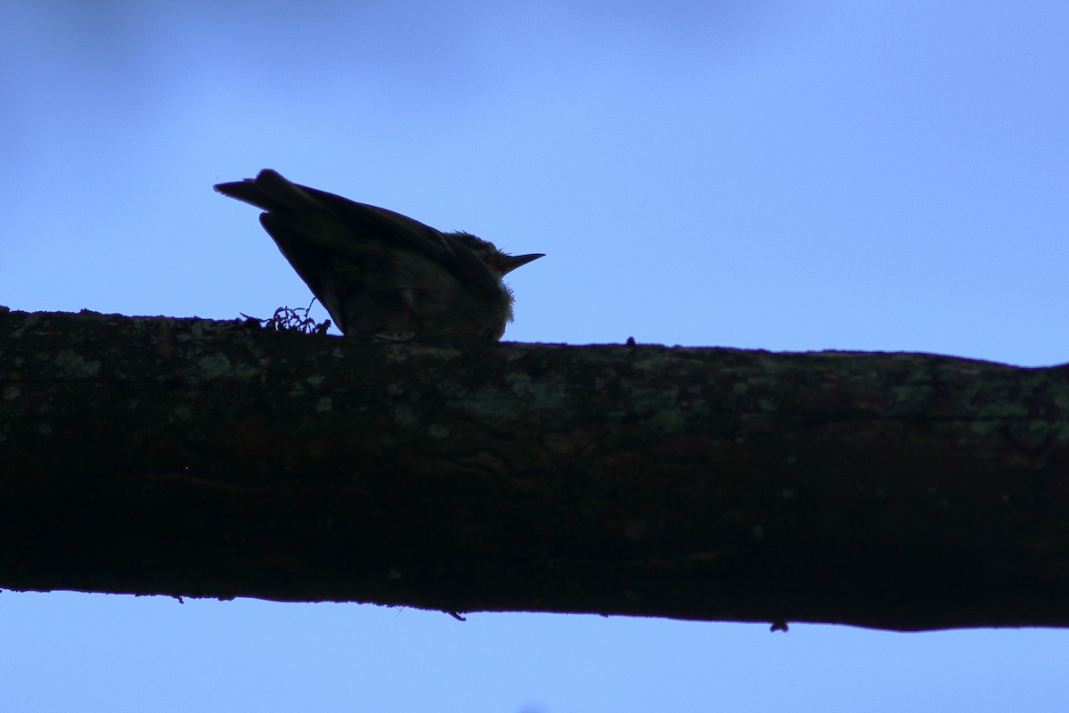 Golden-crowned Kinglet - ML638261448