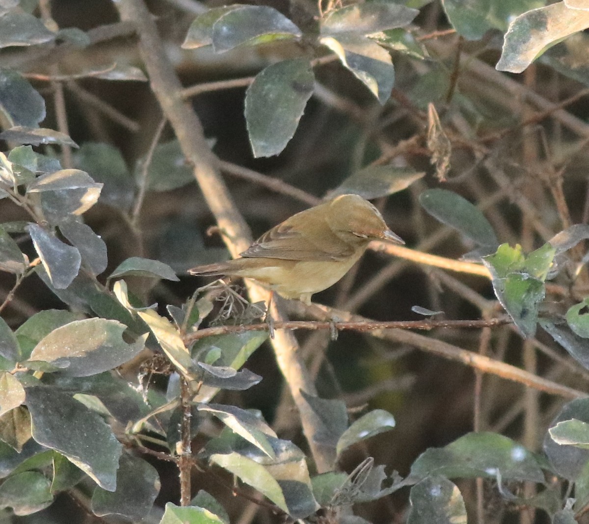 Blyth's Reed Warbler - ML638261461