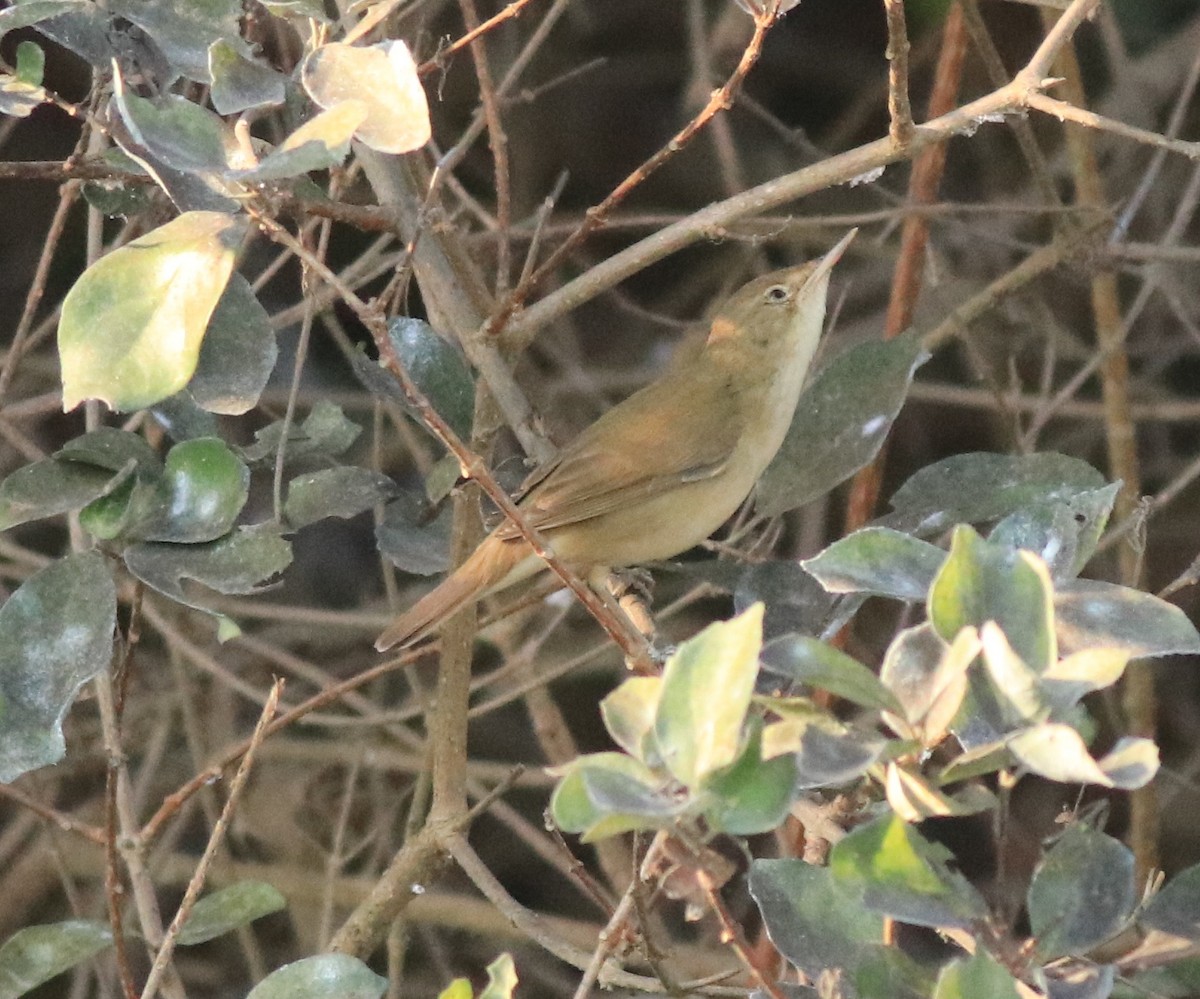 Blyth's Reed Warbler - ML638261462