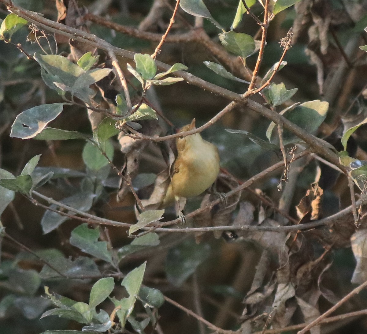 Blyth's Reed Warbler - ML638261463