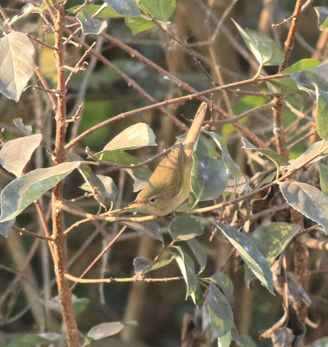 Blyth's Reed Warbler - ML638261471
