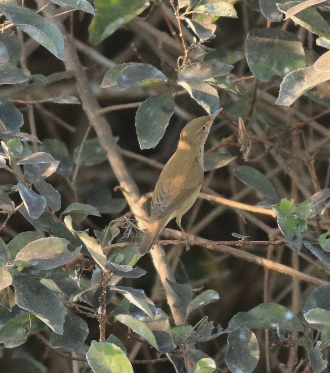 Blyth's Reed Warbler - ML638261473