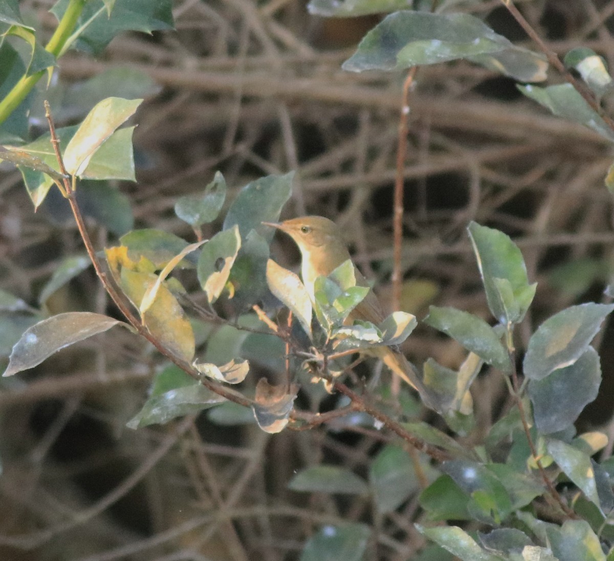 Blyth's Reed Warbler - ML638261475