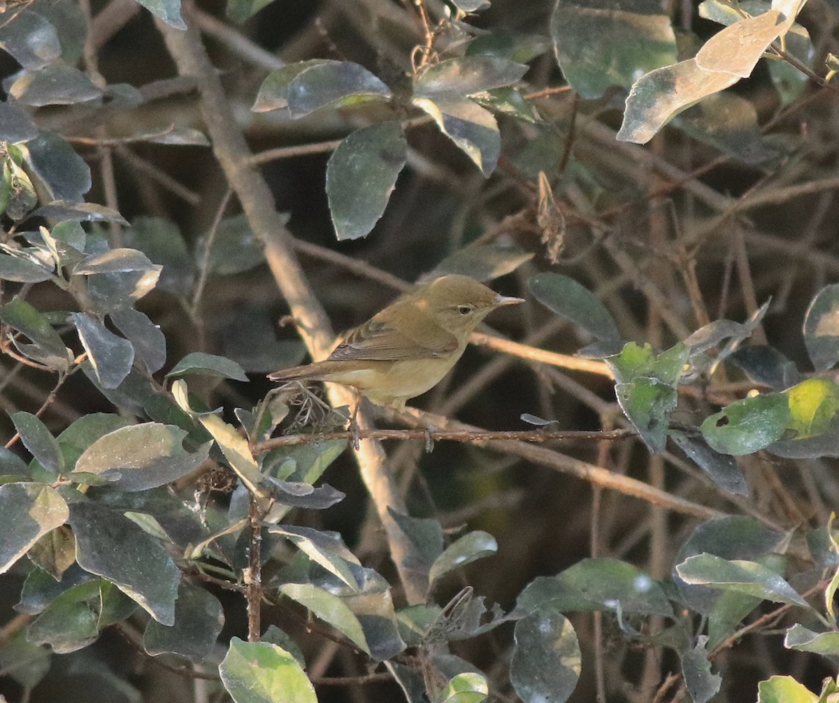 Blyth's Reed Warbler - ML638261476