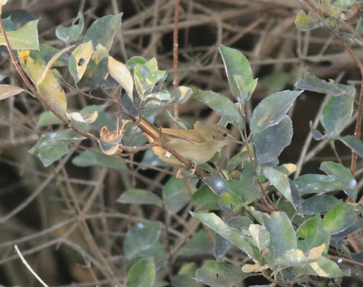 Blyth's Reed Warbler - ML638261479