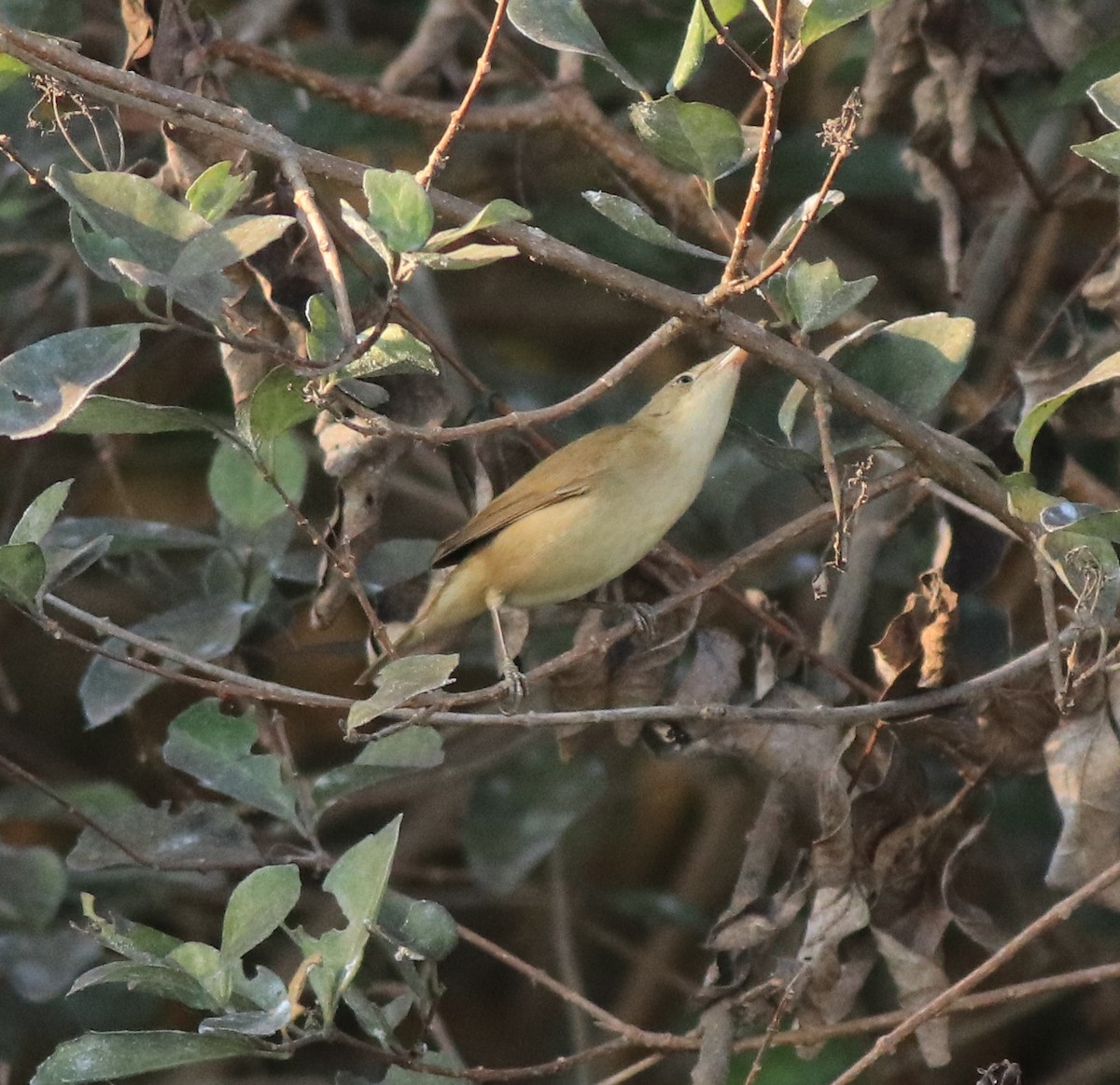 Blyth's Reed Warbler - ML638261480
